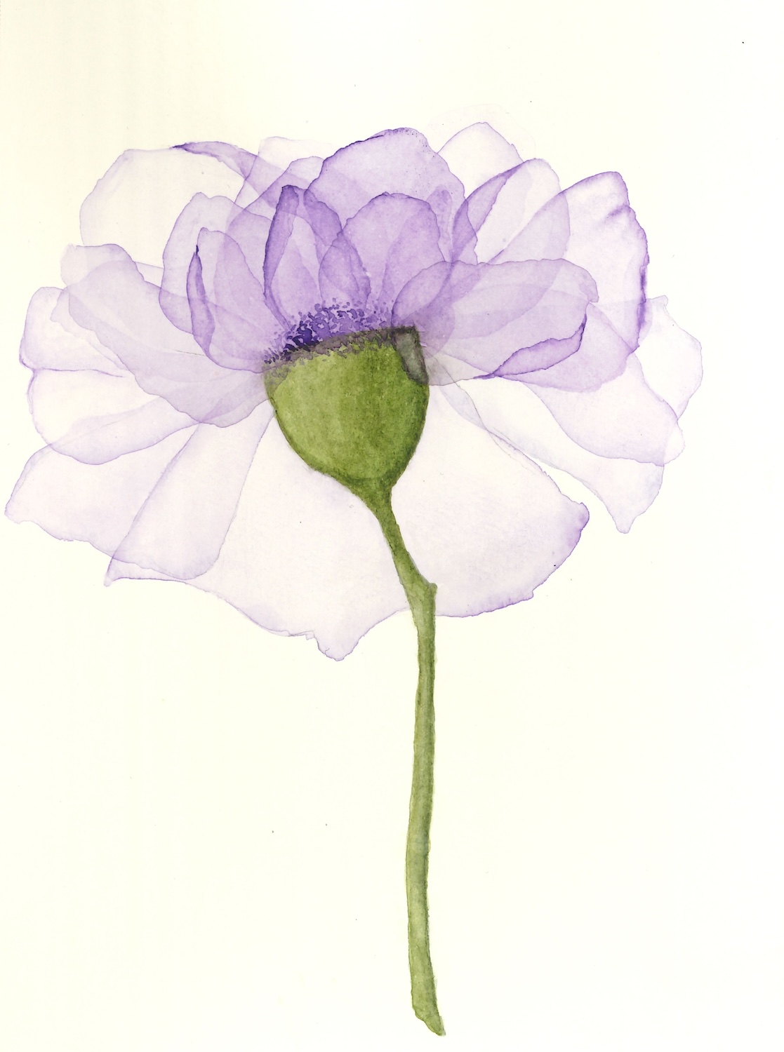 A delicate watercolor painting of a purple flower with soft petals.