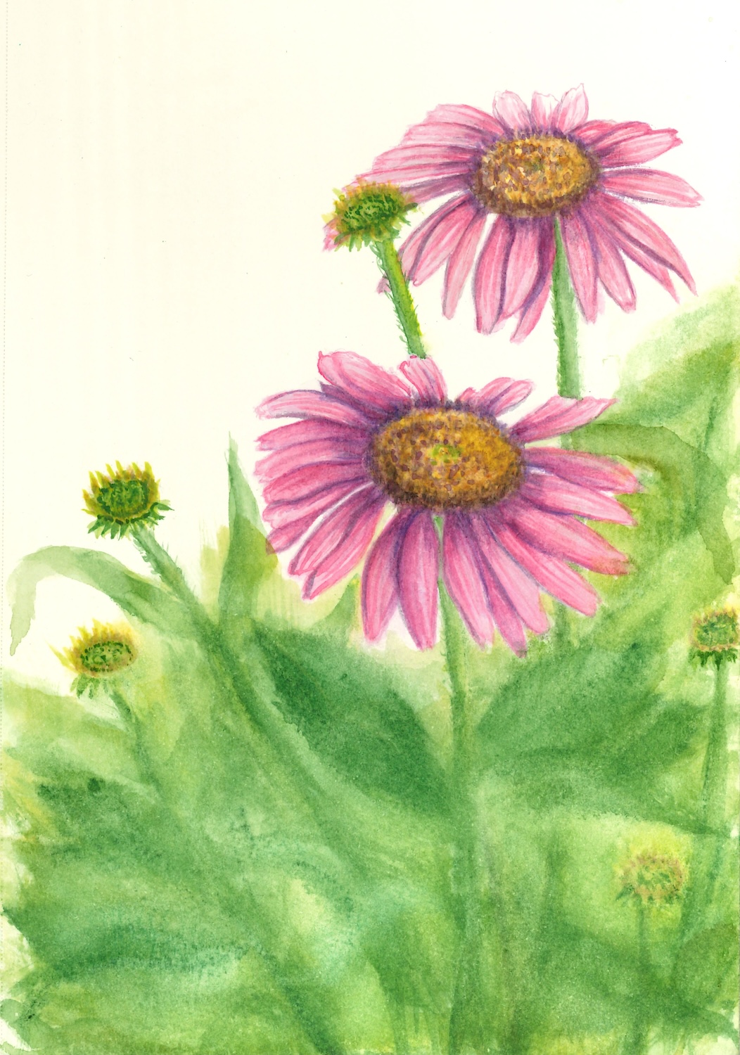 A bright watercolor illustration of pink coneflowers in full bloom.