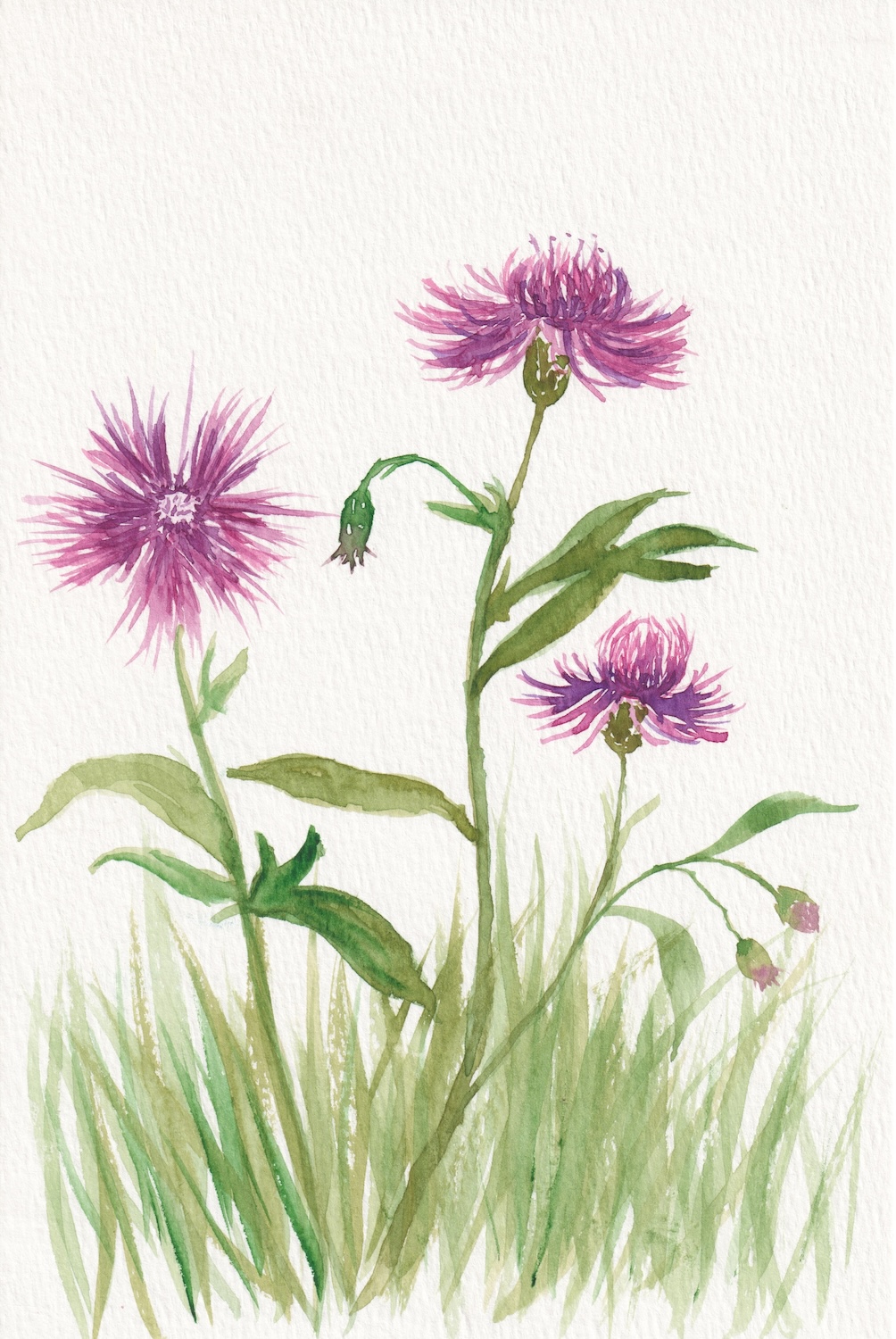 A detailed watercolor of purple thistle flowers growing on a grass field.