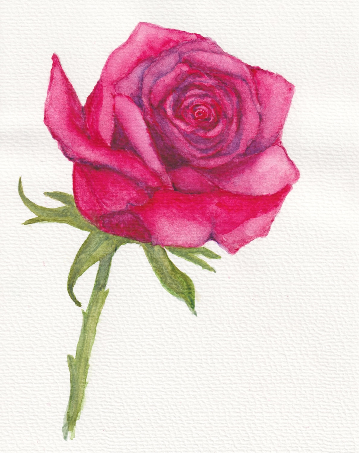 A stunning watercolor painting of a vibrant pink rose in close-up.