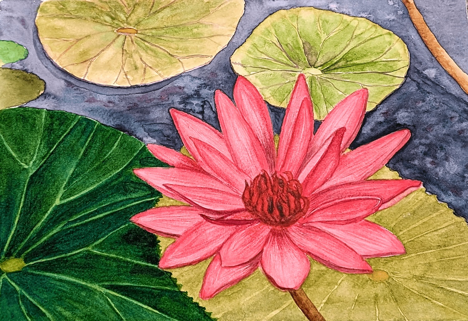 Vibrant pink water lily watercolor painting; original botanical art of a blooming lotus flower on a pond with green lily pads and dark water.