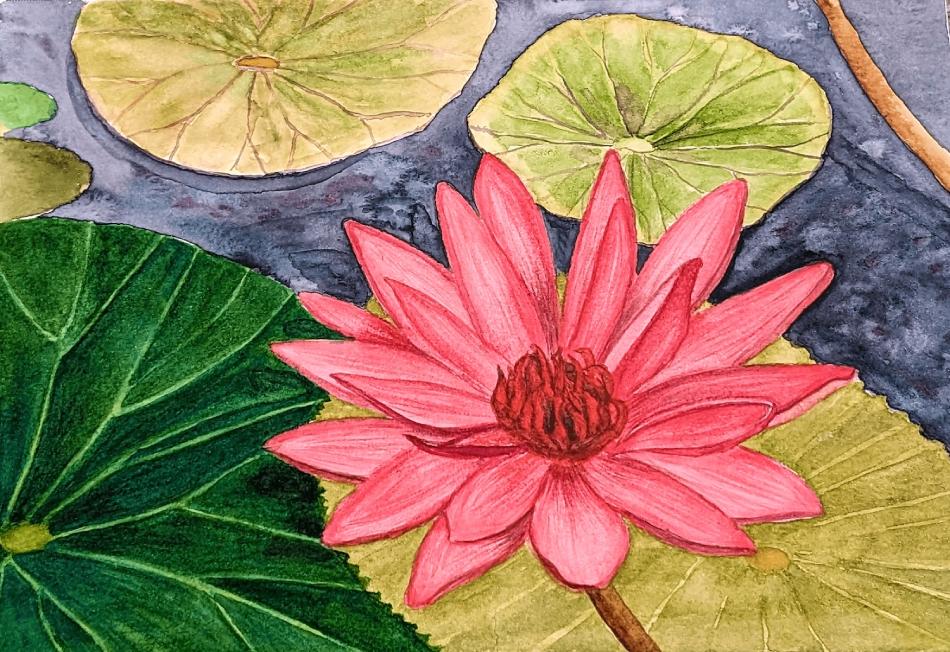 Vibrant pink water lily watercolor painting; original botanical art of a blooming lotus flower on a pond with green lily pads and dark water.